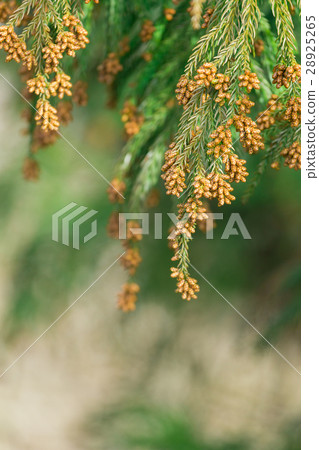 材料_花粉花粉花粉發射花粉發射錐 材料_花粉花粉花粉發射花粉發射錐 28925265