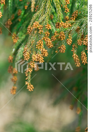 材料_花粉花粉花粉發射花粉發射錐 材料_花粉花粉花粉發射花粉發射錐 28925266
