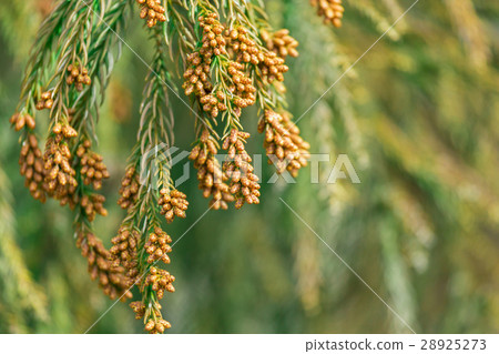 材料_花粉花粉花粉發射花粉發射錐 材料_花粉花粉花粉發射花粉發射錐 28925273