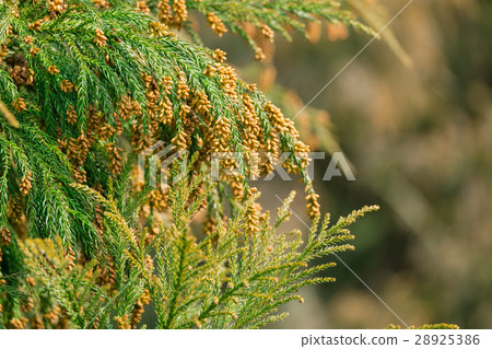 材料_花粉花粉花粉發射花粉發射錐 材料_花粉花粉花粉發射花粉發射錐 28925386
