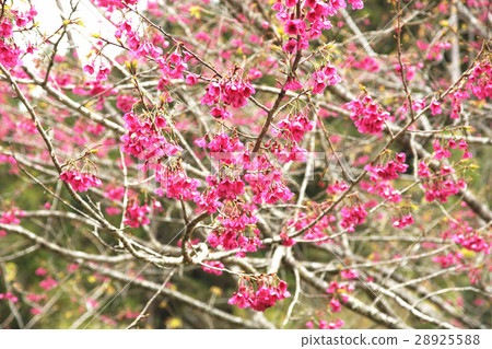 櫻花 櫻花 28925588