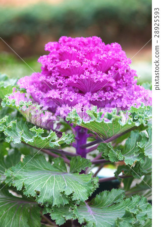 葉牡丹 葉牡丹 28925593