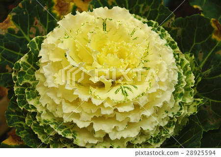 葉牡丹 葉牡丹 28925594