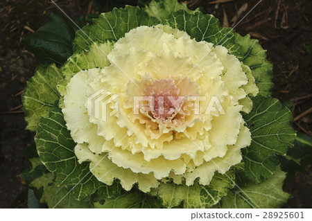 葉牡丹 葉牡丹 28925601