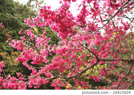 櫻花 櫻花 28925604