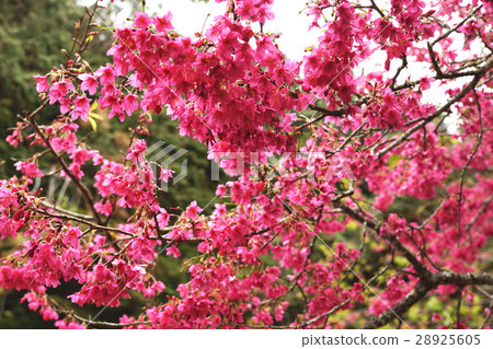 櫻花 28925605