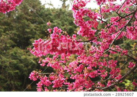 櫻花 28925607