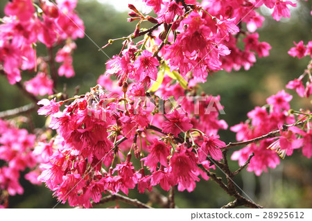 櫻花 櫻花 28925612