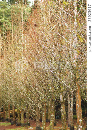 水杉 水杉 28925617