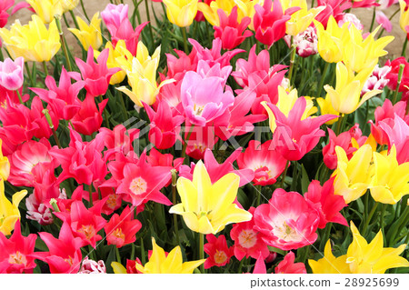 鬱金香領域 鬱金香領域 28925699