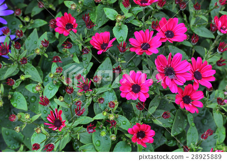 Cineraria red flower and rain drop Cineraria red flower and rain drop 28925889