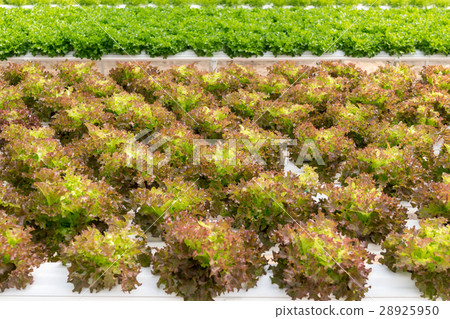 lettuce cultivation on hydroponic system lettuce cultivation on hydroponic system 28925950