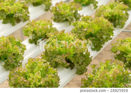 lettuce cultivation on hydroponic system lettuce cultivation on hydroponic system 28925958