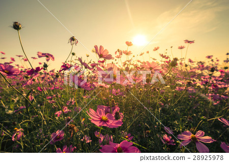 cosmos flower and sunset with with vintage toned 28925978