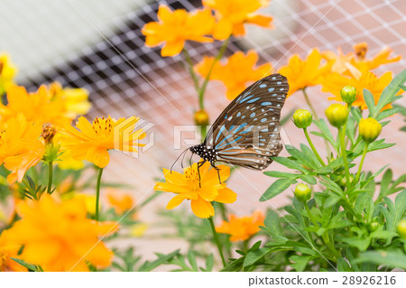 Black Butterfly catch on yellow Cosmos flowers. 28926216