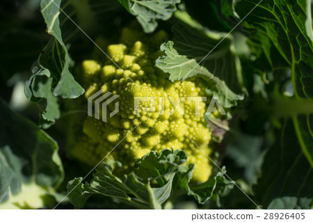 Romanesco (cauliflower) 28926405