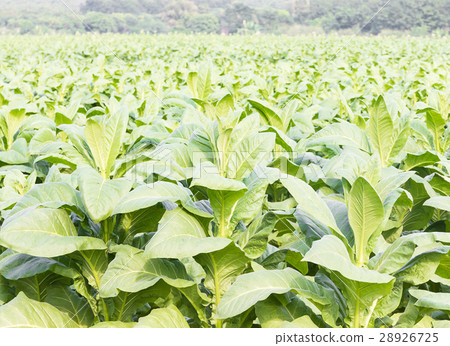 Close up Common tobacco Close up Common tobacco 28926725