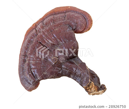 Ganoderma Lucidum Mushroom on white background Ganoderma Lucidum Mushroom on white background 28926750