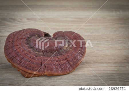 Ganoderma Lucidum Mushroom on wood background Ganoderma Lucidum Mushroom on wood background 28926751