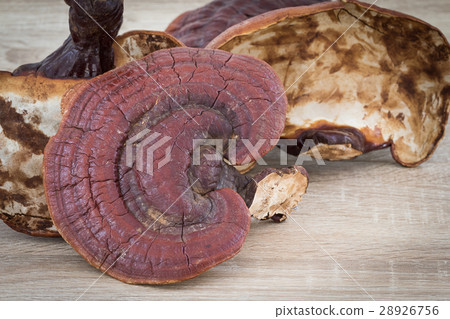 Ganoderma Lucidum Mushroom on wood 28926756