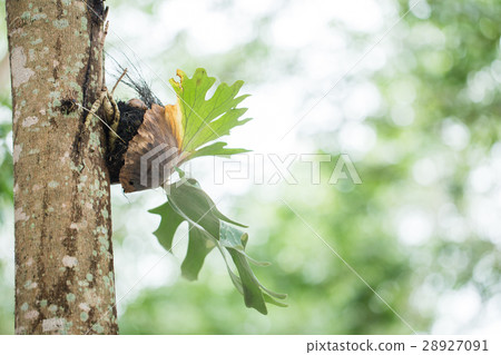 Fern, Parasite, Platycerium Holttumii forest plant Fern, Parasite, Platycerium Holttumii forest plant 28927091