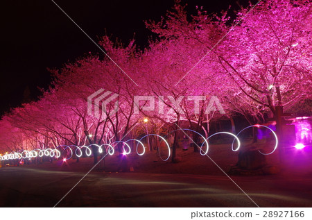 武陵農場夜櫻 28927166