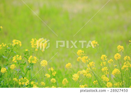 強姦開花 28927450