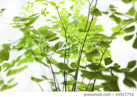 鐵線蕨,Adiantum capillus-veneris,ホウライシダ属 鐵線蕨,Adiantum capillus-veneris,ホウライシダ属 28927758
