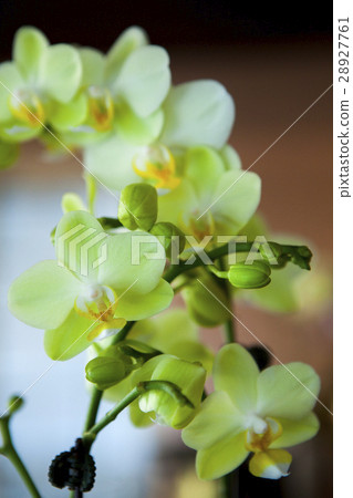 蘭花,花, flower, Orchidaceae,蘭、Phalaenopsis,コチョウラン 蘭花,花, flower, Orchidaceae,蘭、Phalaenopsis,コチョウラン 28927761