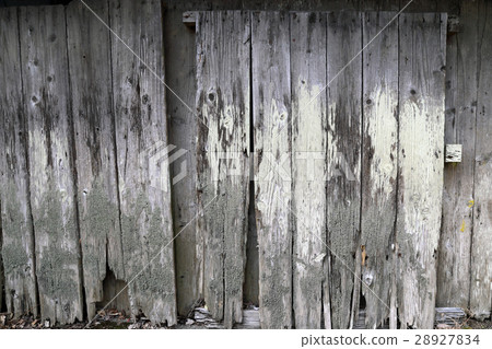 腐朽的木材樹外牆破碎的外牆白蟻 28927834