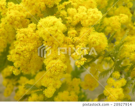 黃色的花朵現在充滿了銀杏樹金合歡 28927914