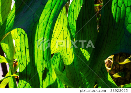 Close Up of Staghorn Fern Leaf Texture Close Up of Staghorn Fern Leaf Texture 28928025