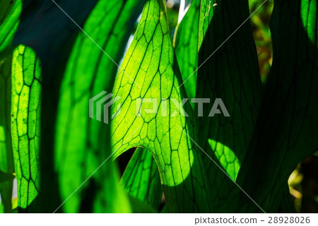 Close Up of Staghorn Fern Leaf Texture Close Up of Staghorn Fern Leaf Texture 28928026