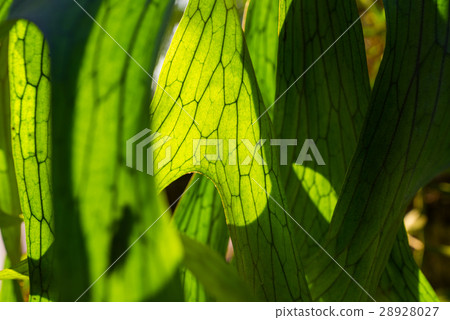 Close Up of Staghorn Fern Leaf Texture Close Up of Staghorn Fern Leaf Texture 28928027