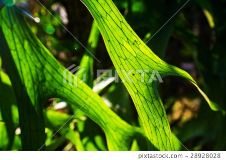Close Up of Staghorn Fern Leaf Texture Close Up of Staghorn Fern Leaf Texture 28928028