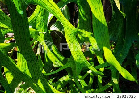 Close Up of Staghorn Fern Leaf Texture Close Up of Staghorn Fern Leaf Texture 28928029