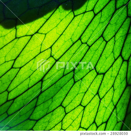 Close Up of Staghorn Fern Leaf Texture Close Up of Staghorn Fern Leaf Texture 28928030