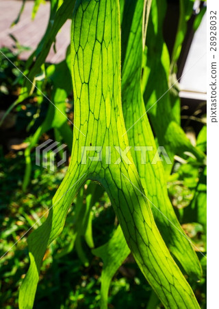 Close Up of Staghorn Fern Leaf Texture Close Up of Staghorn Fern Leaf Texture 28928032