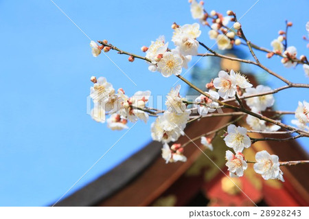 北野天滿宮 北野天滿宮 28928243