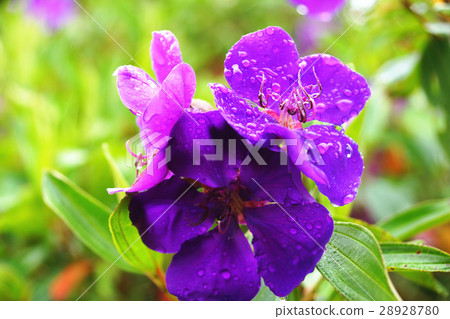 銀絨野牡丹 28928780