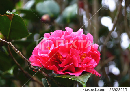 山茶 28928915