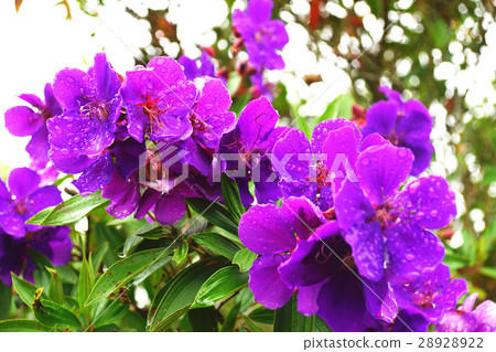 銀絨野牡丹 28928922