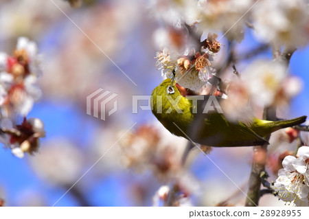 [野鳥]日本白眼梅花 28928955