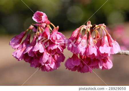 KANHIZAKURA KANHIZAKURA 28929050