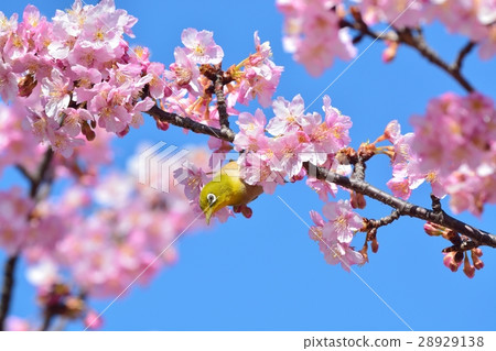 Mejiro和Kawazu Sakura(N) Mejiro和Kawazu Sakura(N) 28929138