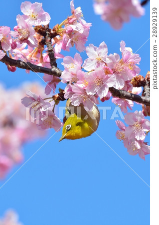 Mejiro和Kawazu Sakura(N) Mejiro和Kawazu Sakura(N) 28929139