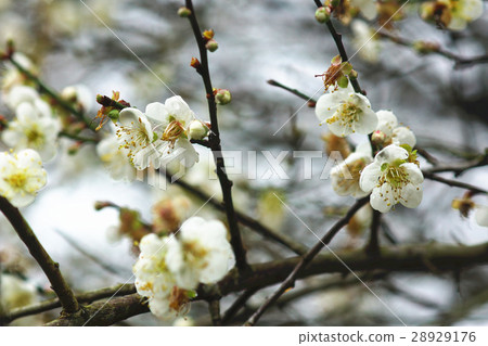 plum	 plum	 28929176