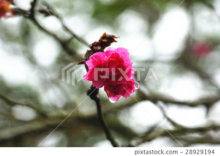 櫻花 櫻花 28929194