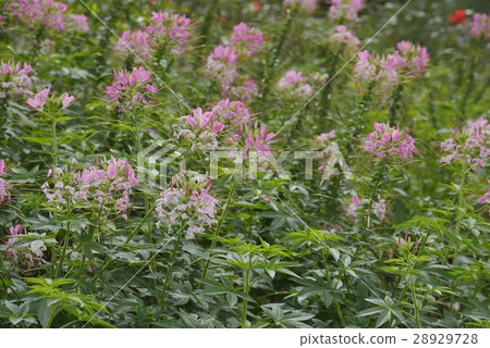 Cleome Cleome 28929728