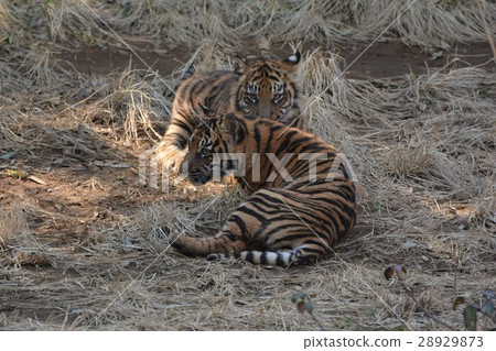 老虎的孩子 28929873